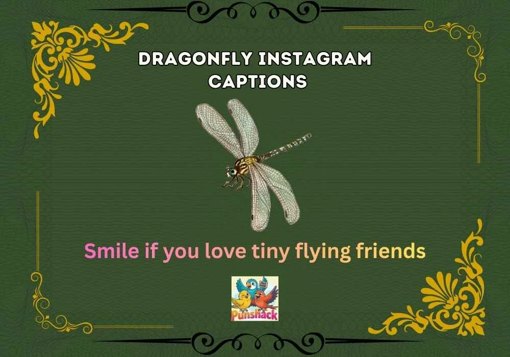Dragnofly Instagram Captions